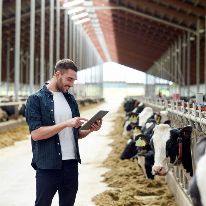 Purchase of cattle